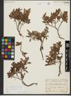 Foto von Salix waldsteiniana Willd.